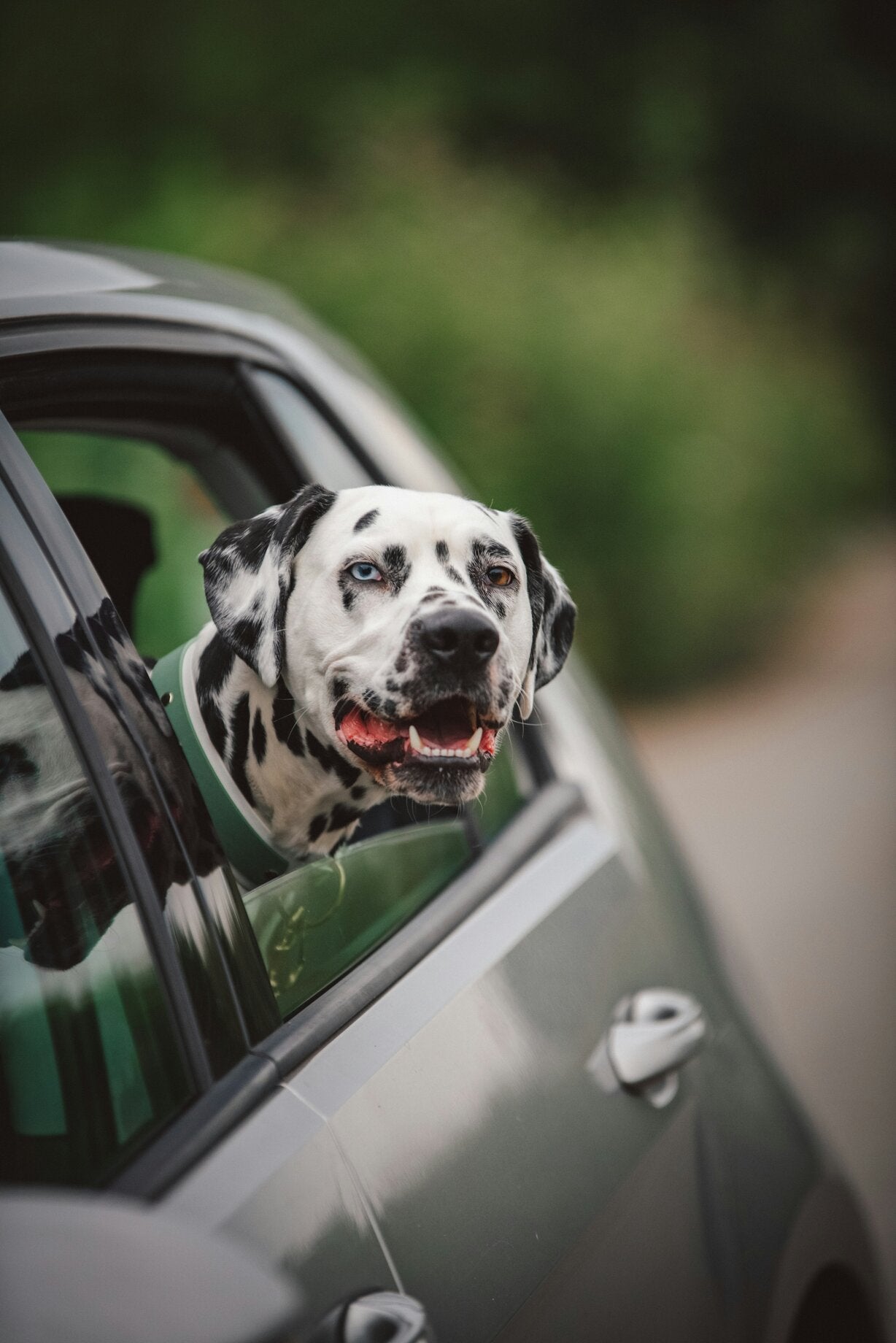 Pet Travel & Transport