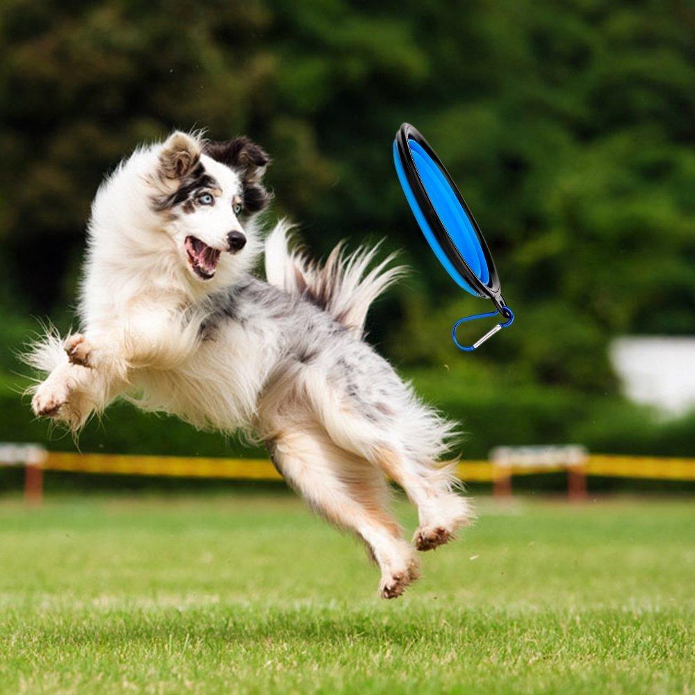 Dog playing with bowl